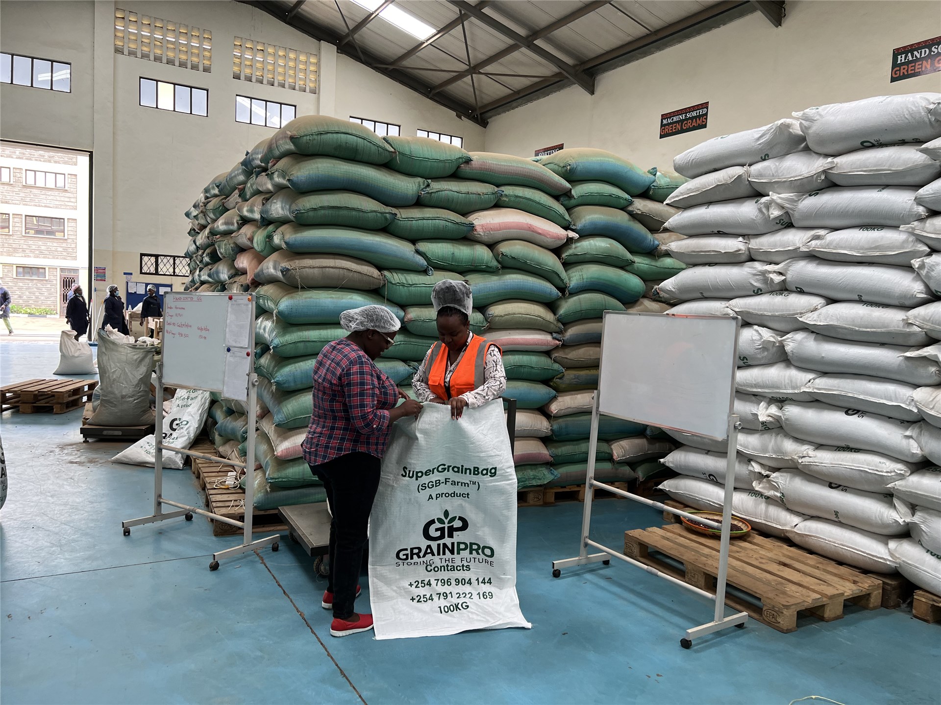 Bocconia frutescens (parrot-weed, plume poppy, tree celandine); seedling recruitment in the understory of the Auwahi dry forest restoration site. Maui, Hawaiian Islands, USA. January, 2003.