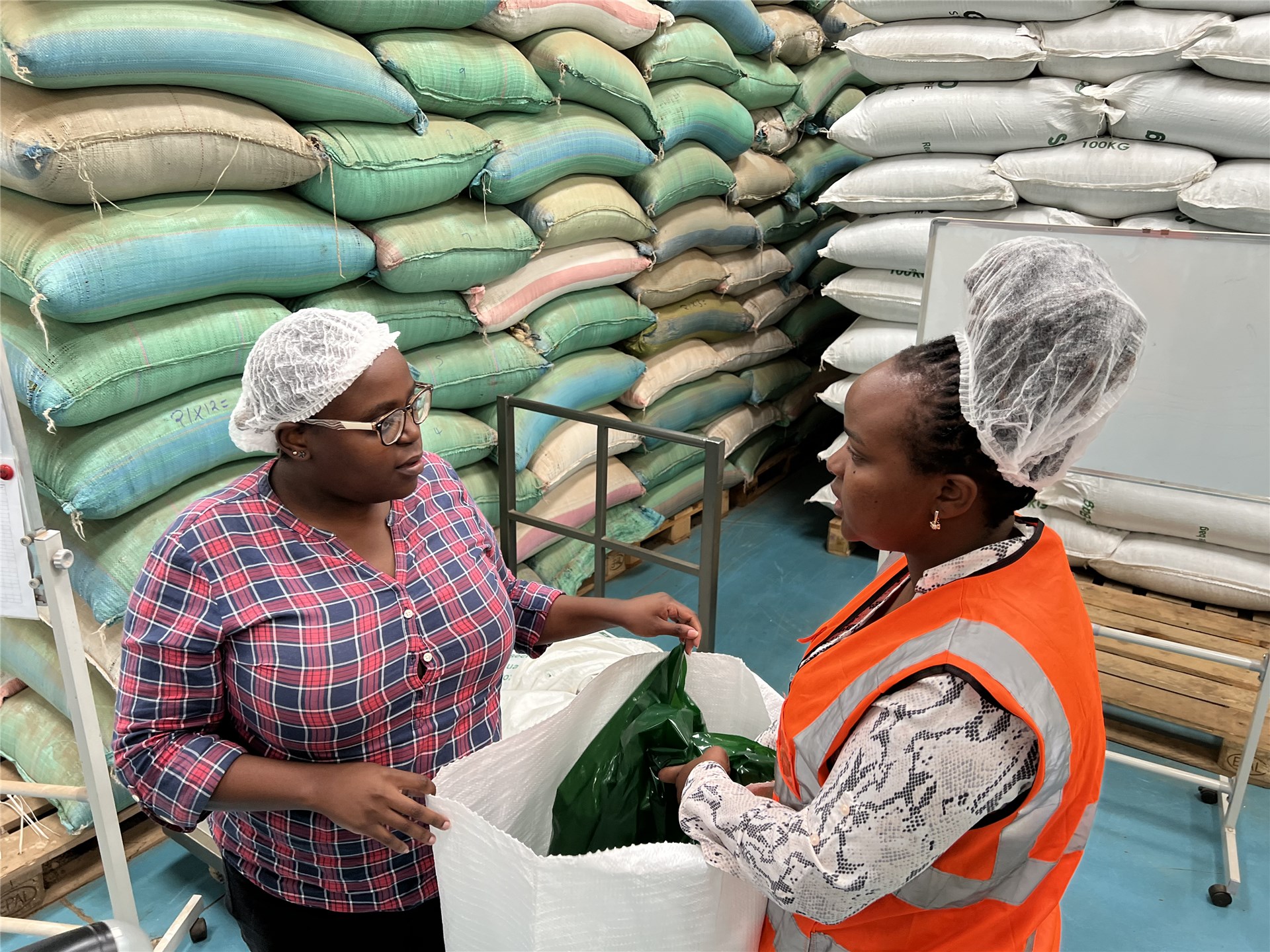 Bocconia frutescens (parrot-weed, plume poppy, tree celandine) seedling recruitment in the understory of the Auwahi dry forest restoration site. Maui, Hawaiian Islands, USA. January, 2003.