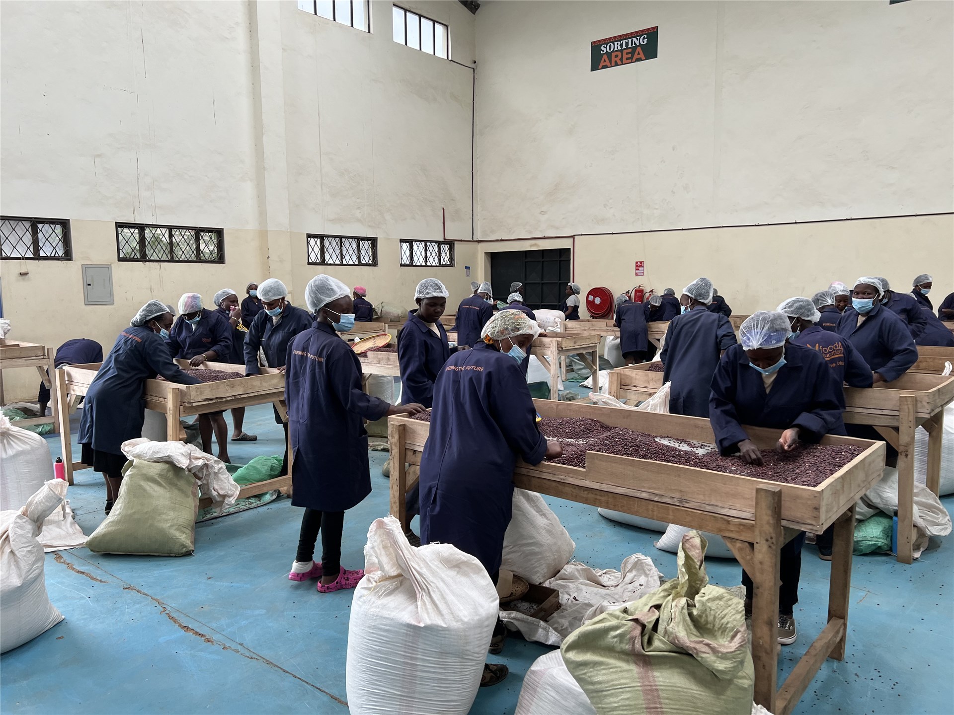 Bocconia frutescens (plume poppy, parrot-weed, tree celandine); resprouting, after a cut stump treatment with no herbicide application. Kanaio Natural Area Reserve, Maui, Hawaiian Islands, USA.