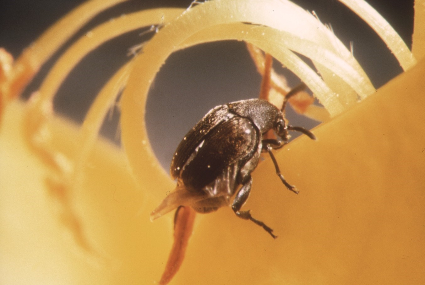 Adult female Xyleborus dispar (pear blight beetle); adult female, posterior view of elytra. Museum set specimen. Collected by M. Knizek. Štěchovice, Central Bohemian region of the Czech Republic. July 1989.