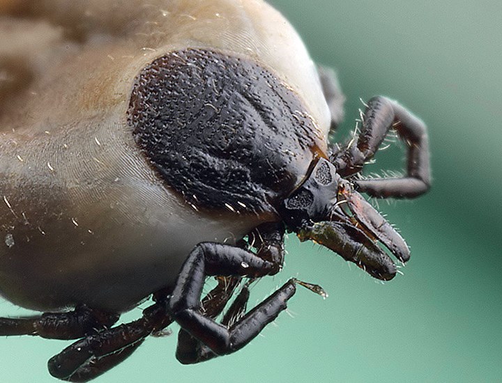 Ixodes ricinus (sheep tick)