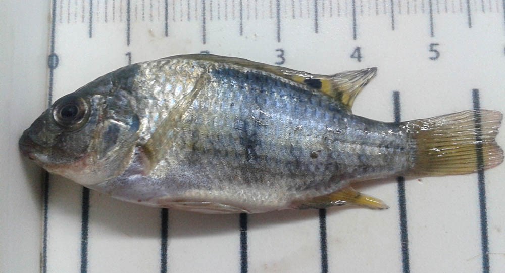Tilapia zillii (redbelly tilapia)