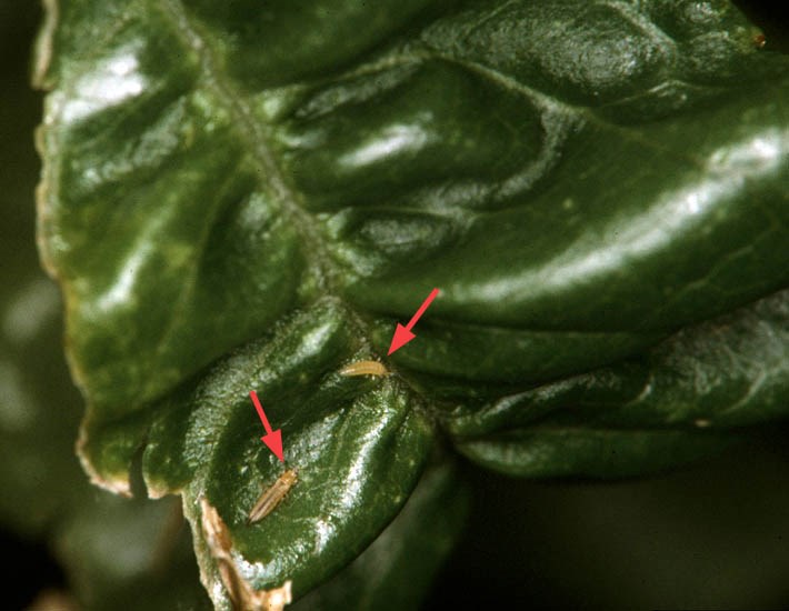 Frankliniella occidentalis (western flower thrips)