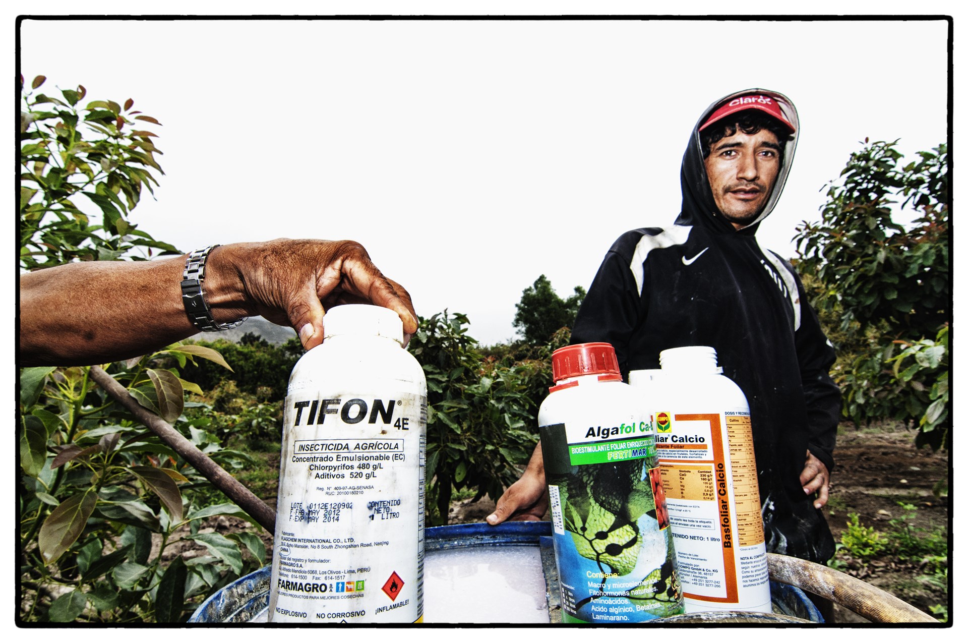 Piscirickettsia salmonis Scanning electron micrograph of Piscirickettsia salmonis, LF-89T, released from cultured CHSE-214 cells. Rickettsiae of varied sizes are each enclosed in a highly rippled outer membrane. Bar = 1 µm.