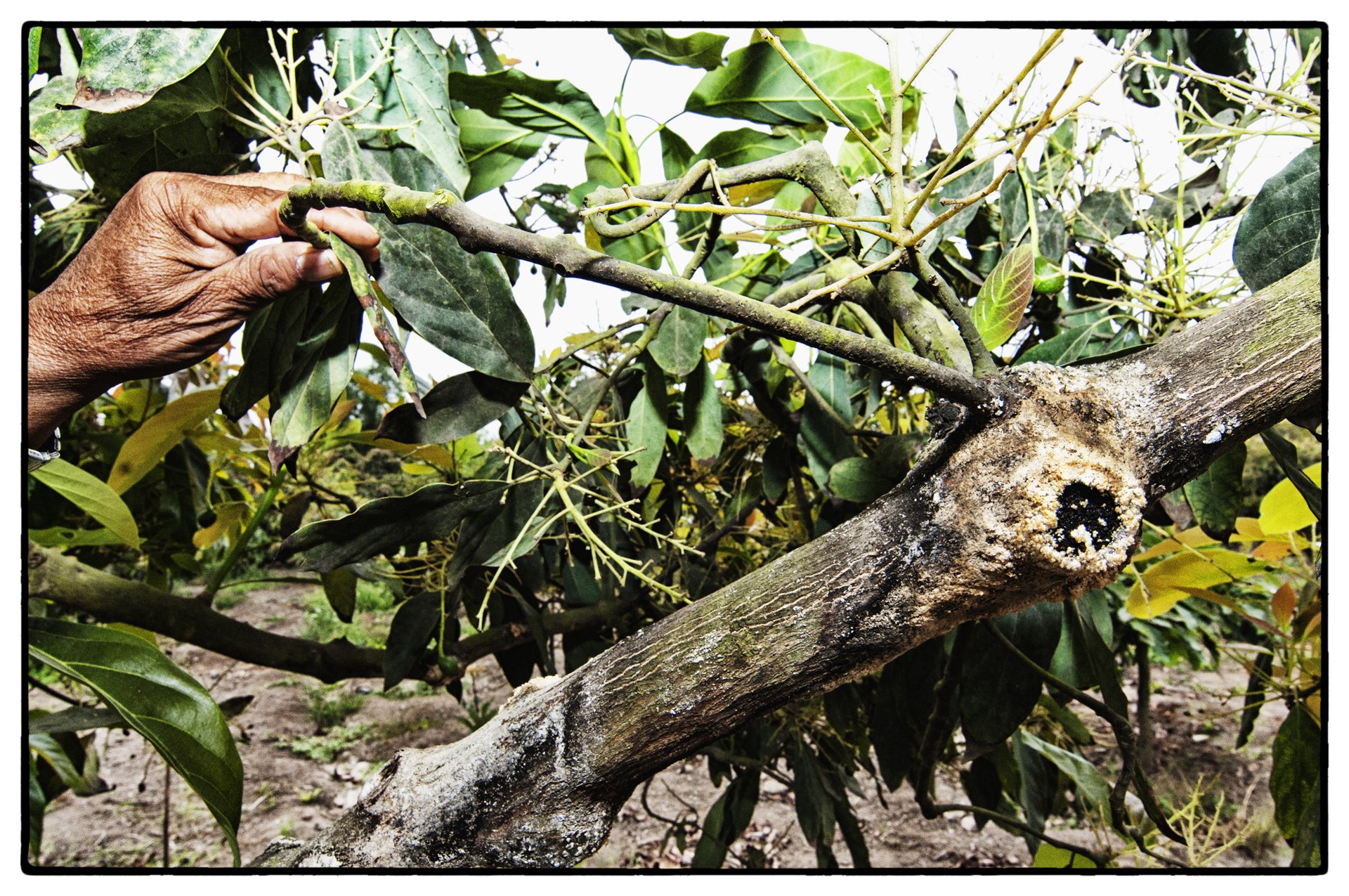 Pathology associated with Piscirickettsiosis in coho salmon Gross pathology associated with piscirickettsiosis in the coho salmon (Oncorhynchus kisutch). Note the enlarged spleen, petechiae on internal organs and mottled lesions on the liver. Photograph courtesy of Sandra Bravo, Puerto Montt, Chile.
