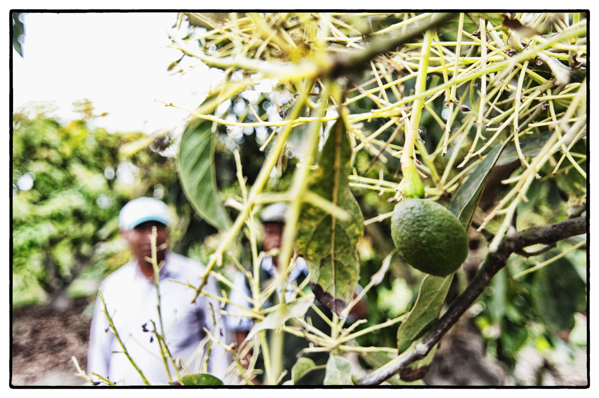 Kidney impression from moribund coho salmon Kidney impression from moribund coho salmon (Oncorhynchus kisutch). Note the Piscirickettsia salmonis, LF-89T, organisms within and scattered among the host cells. Giemsa stain. Bar = 10 µm. Photograph courtesy of Sandra Bravo, Puerto Montt, Chile.