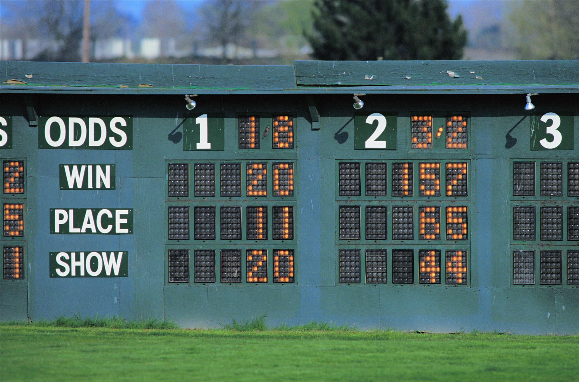 Juvenile plant of A. theophrasti.