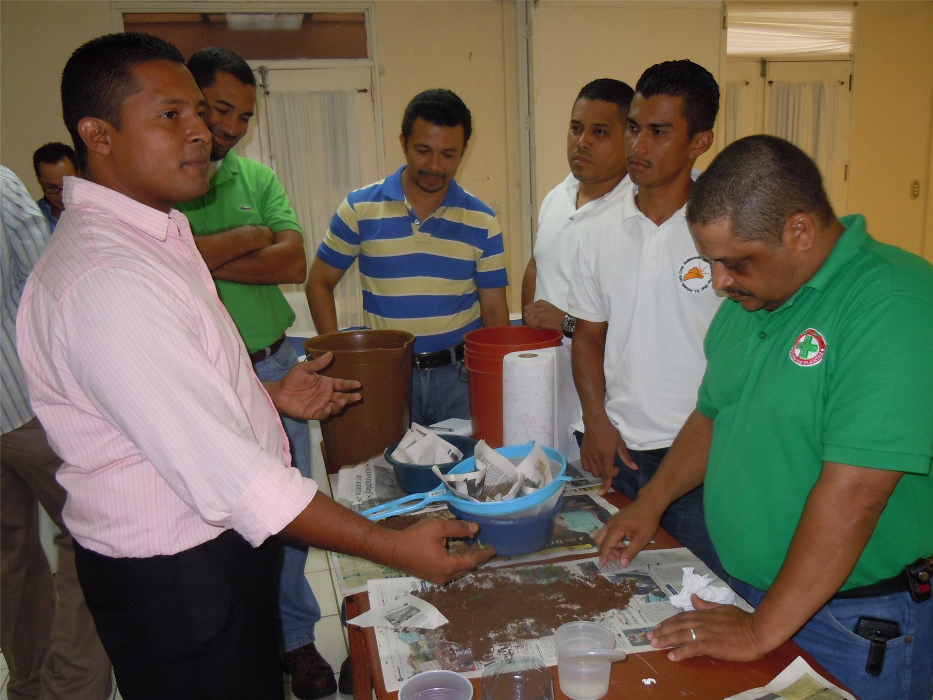 Adult Anastrepha fraterculus, adult female.