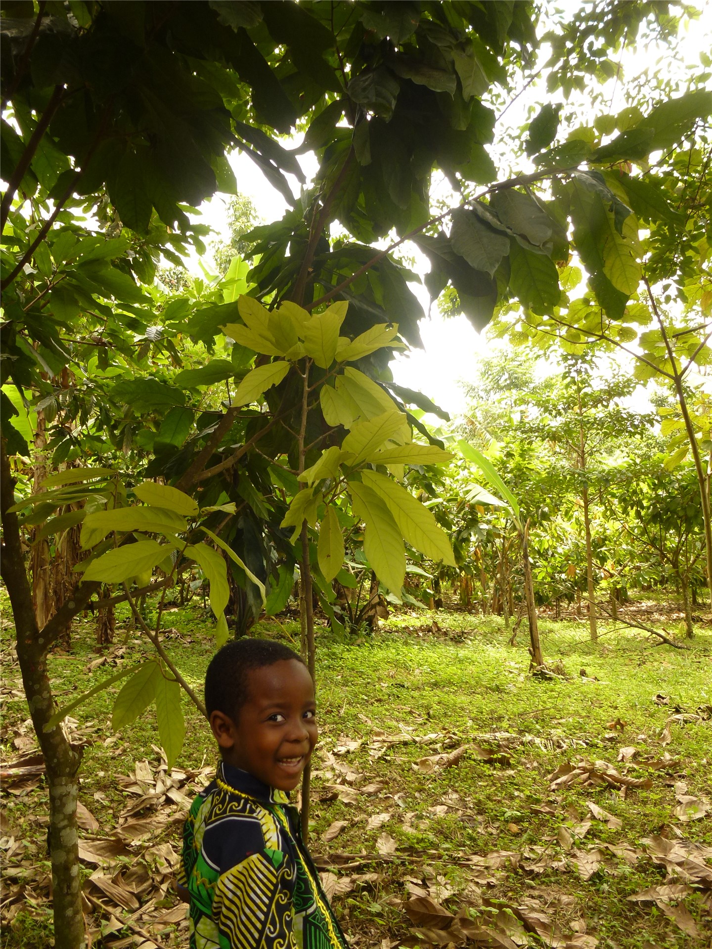 Leaf and pod spot Ascochyta leaf and pod spot on Vicia faba.