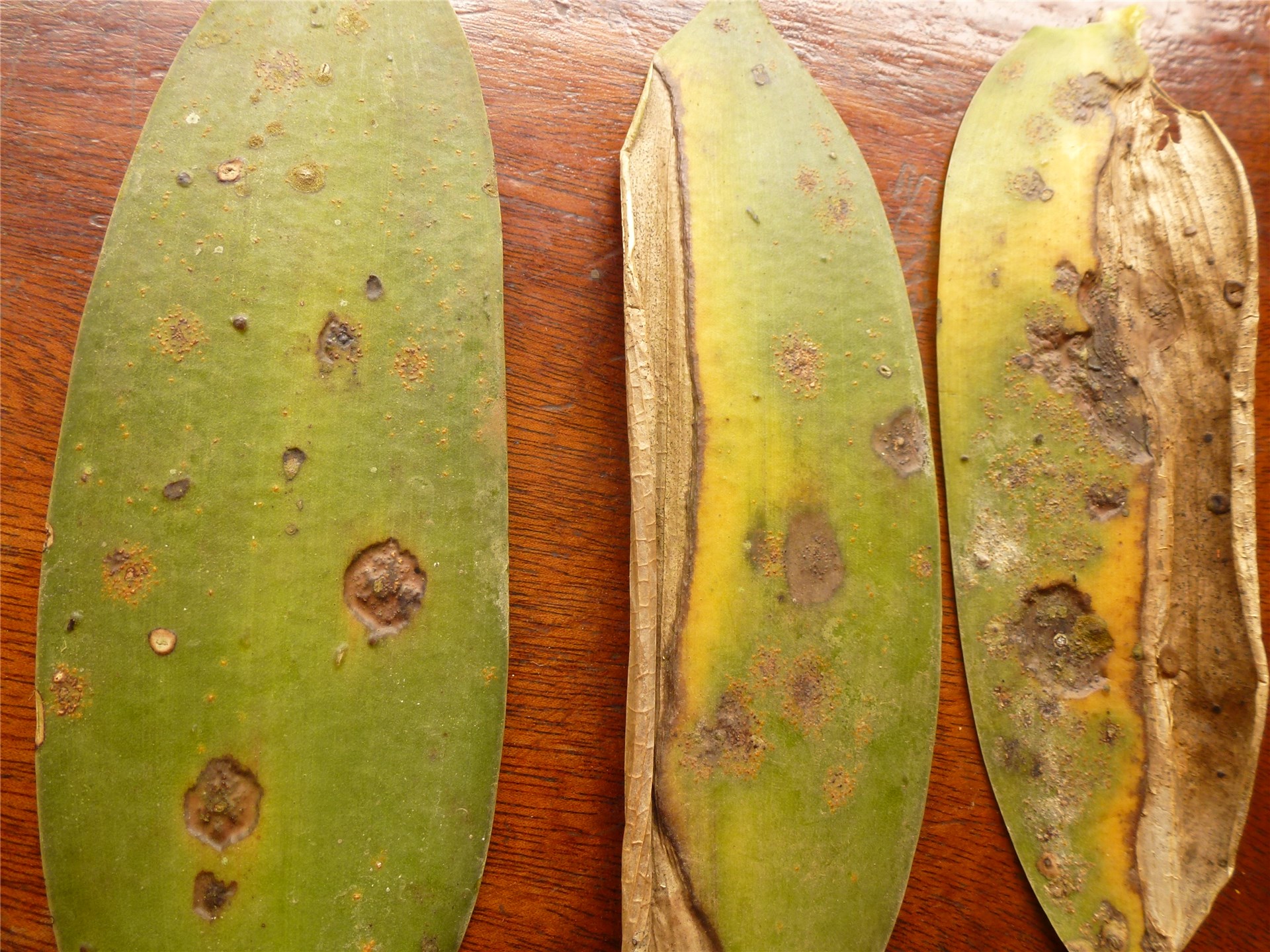 Leaf lesions Didymella fabae leaf lesions.