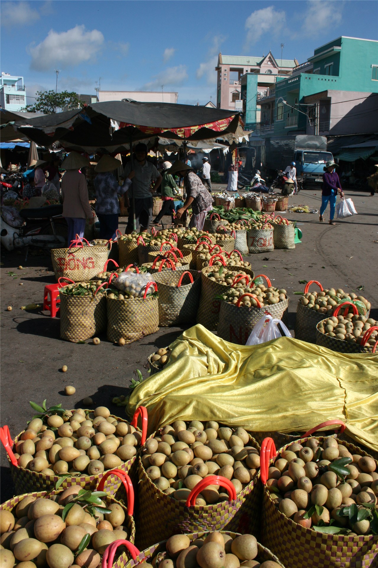 1. habit of young tree2. flowering twig3. part of branchlet4. male and female inflorescence5. infructescence (cone)6. fruit (samara)