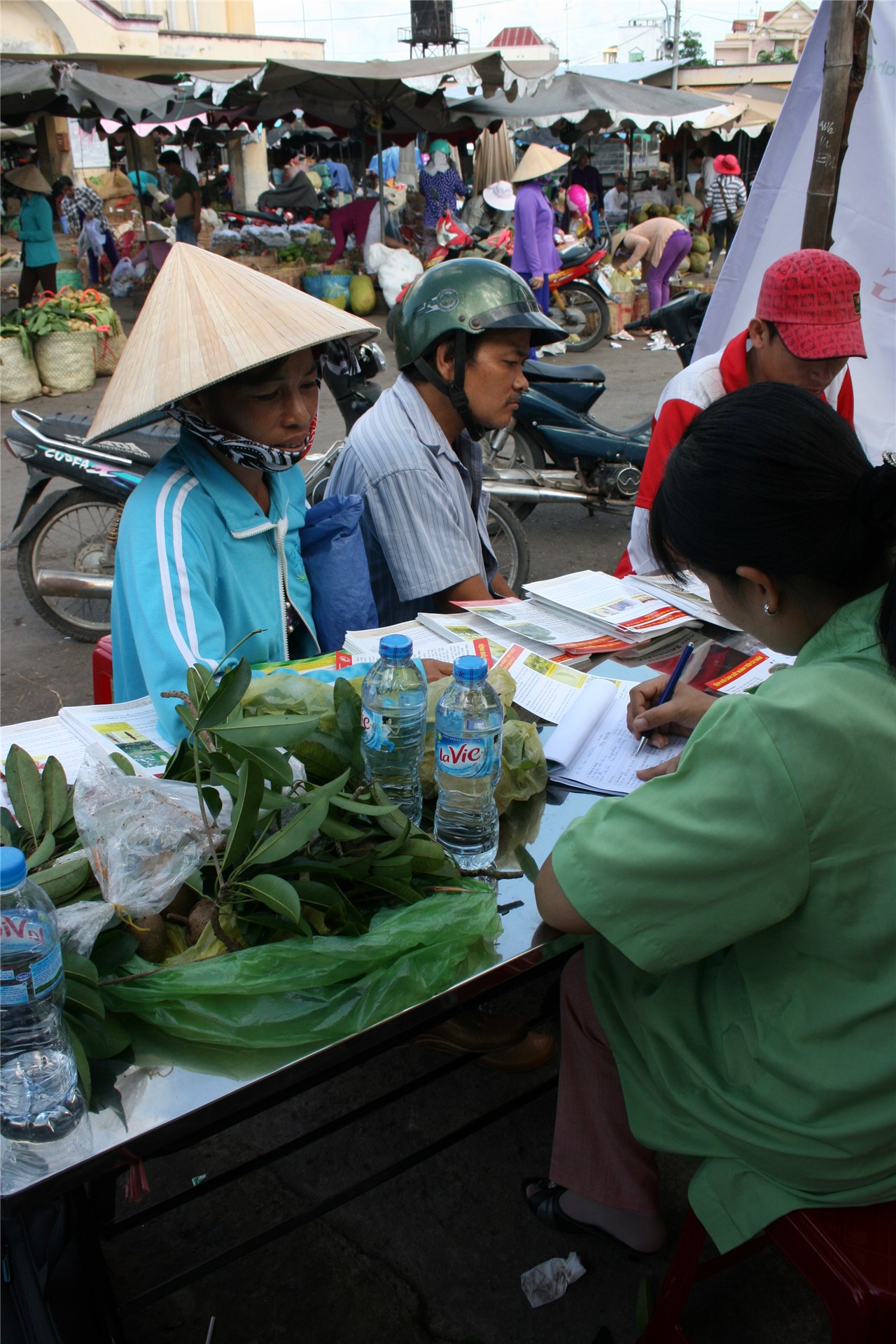 Planted to stabilize moving sand in central Vietnam.