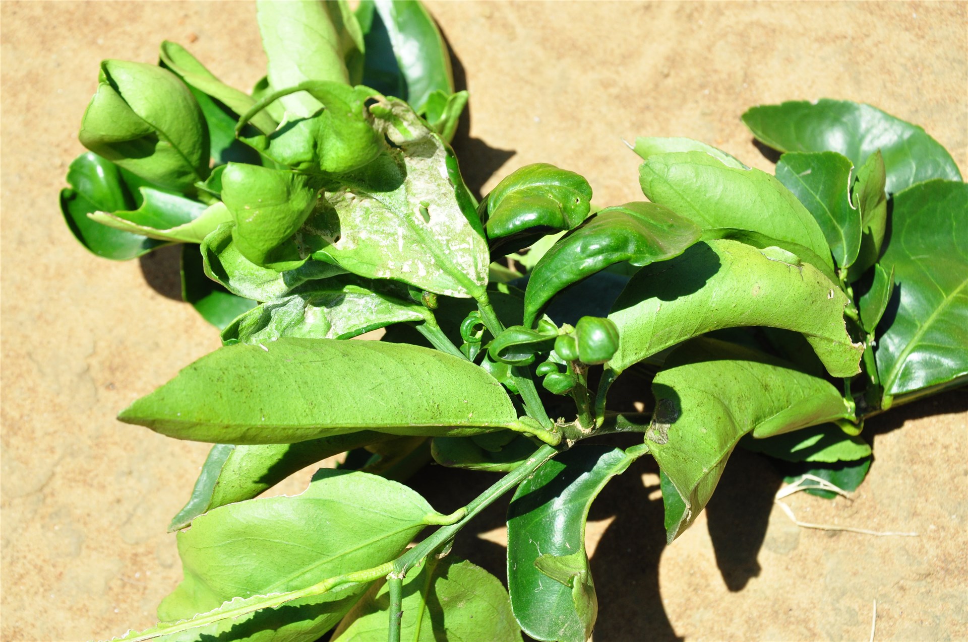 Adult Close-up of the adult blue gum psyllid, C. eucalypti.