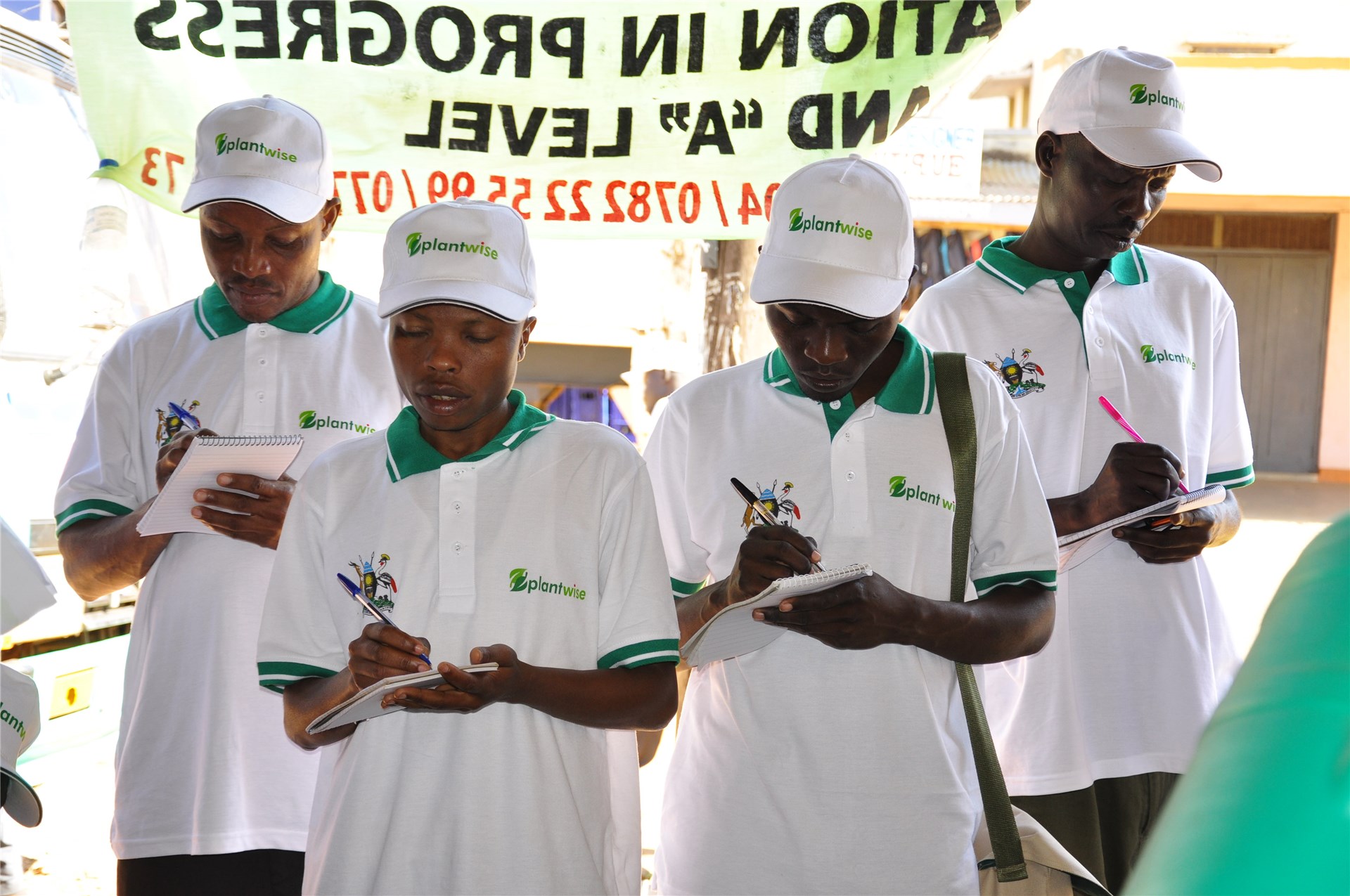 Eggs and early instar nymphs Close-up of eggs and early instar nymphs of the blue gum psyllid, C. eucalypti on Eucalyptus globulus.