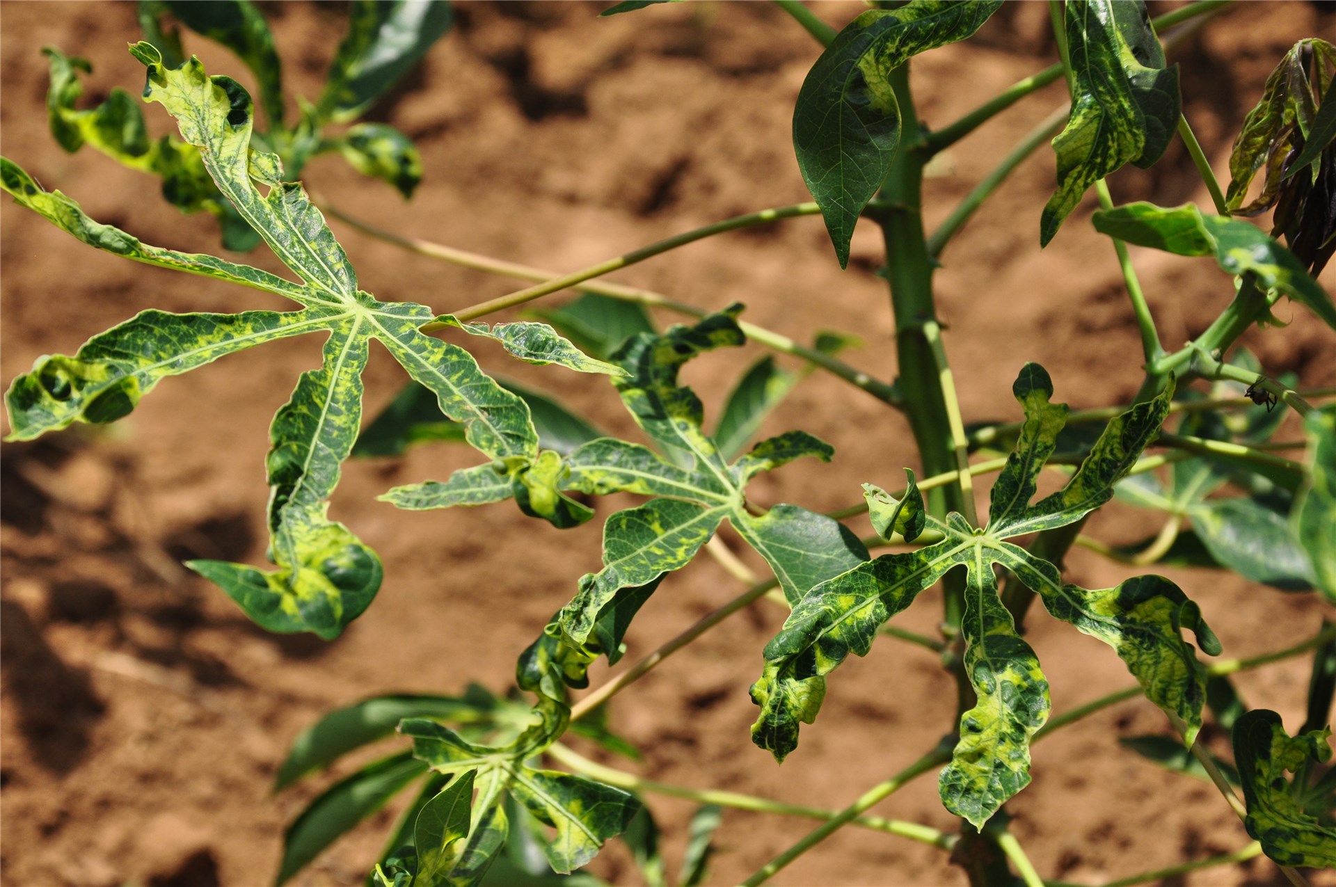 Young F. benjamina planted as ornamental trees.