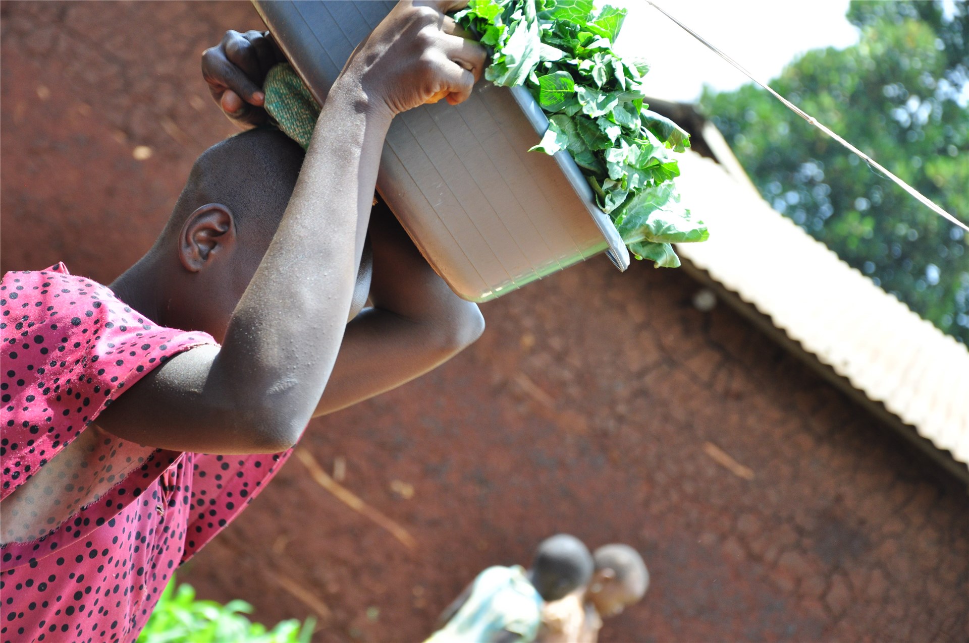 Symptoms Two unruptured vesicles on a bovine tongue.