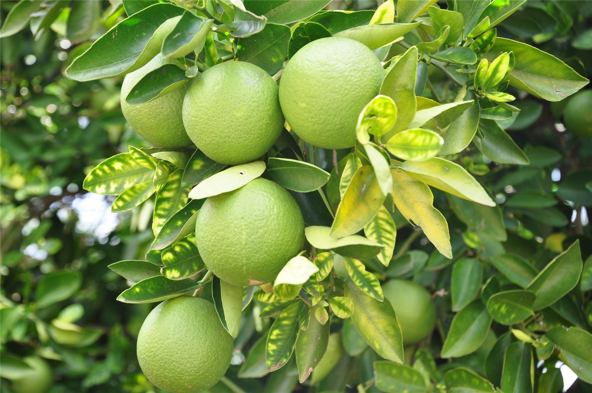 Chiapas, Mexico. G. sepium is often grown in live fences with trees managed by regular pollarding.