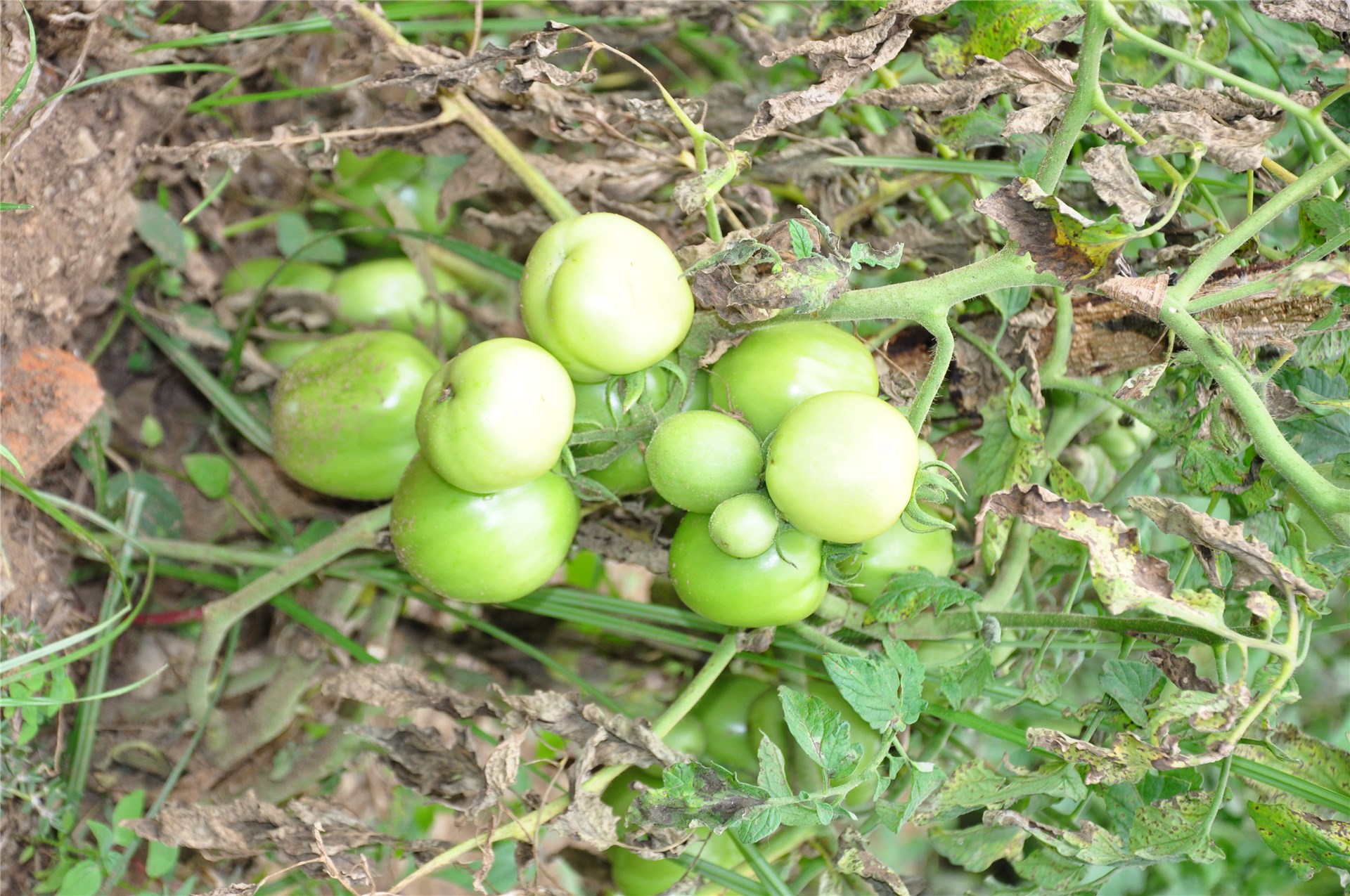 Invasive habit H. coronarium invasion in Brazil.