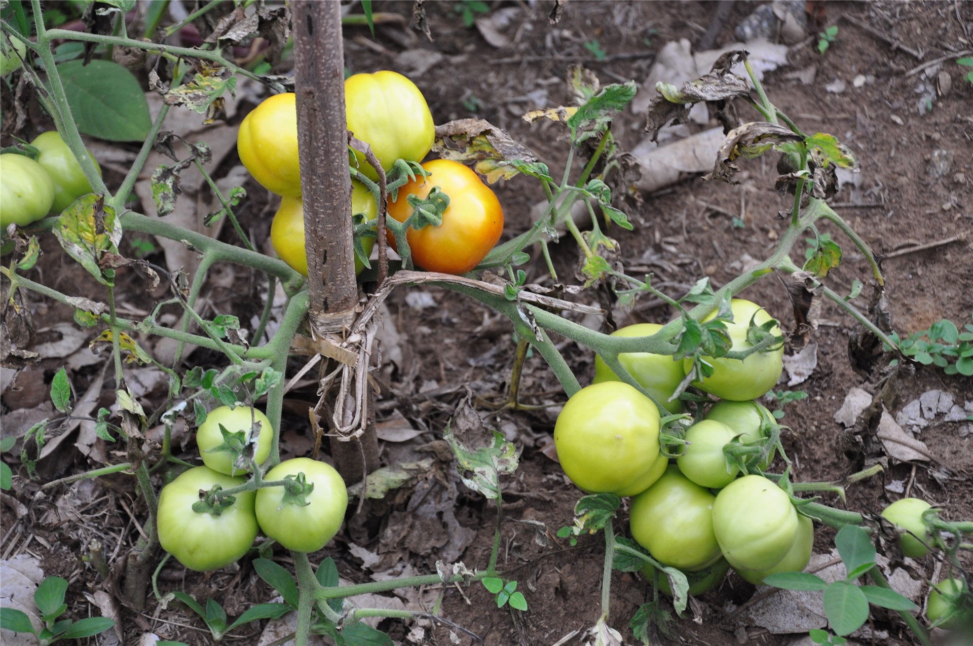 Upper part of plant with leaves and flowers.