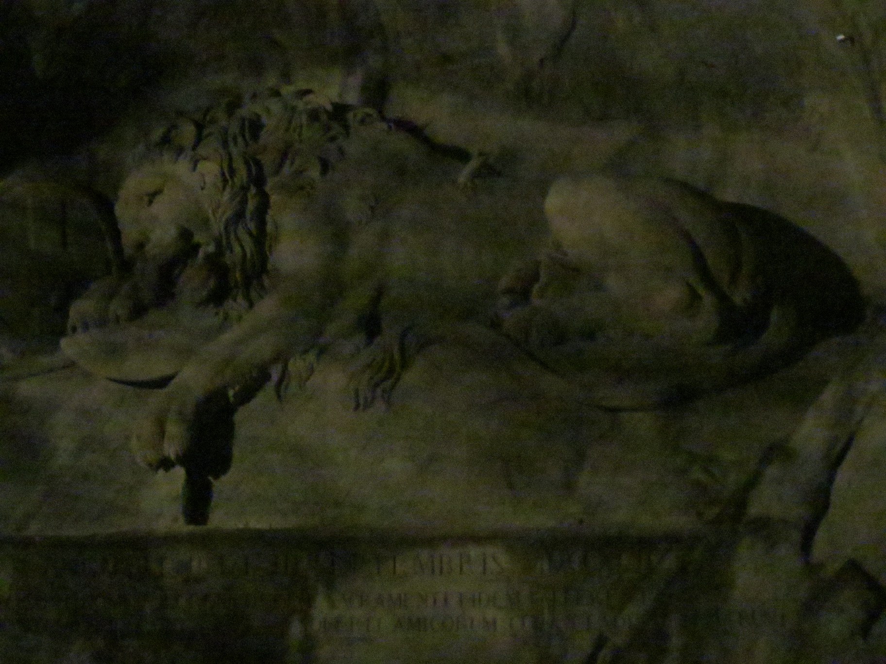 Syrphid larva feeding on an aphid.