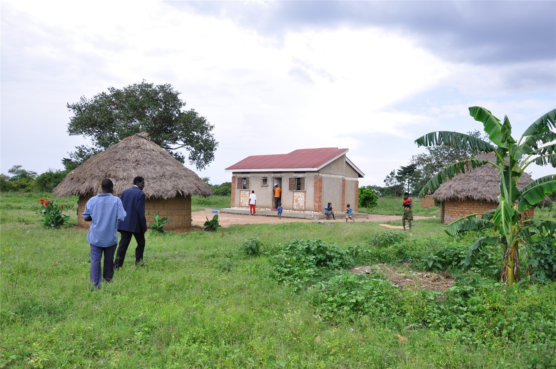 Adults Adult females ovipositing on citrus fruit skin.