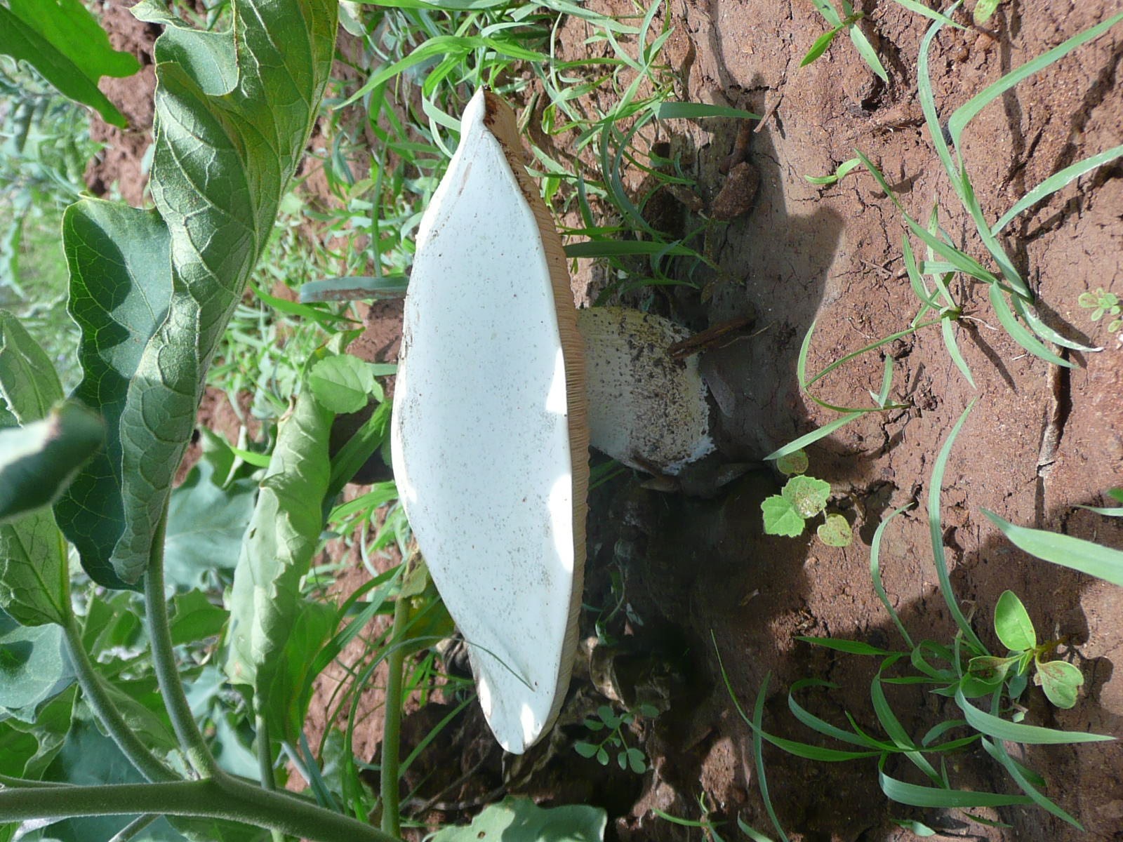Adults L. delineatus collected from stillwater in south-eastern England.