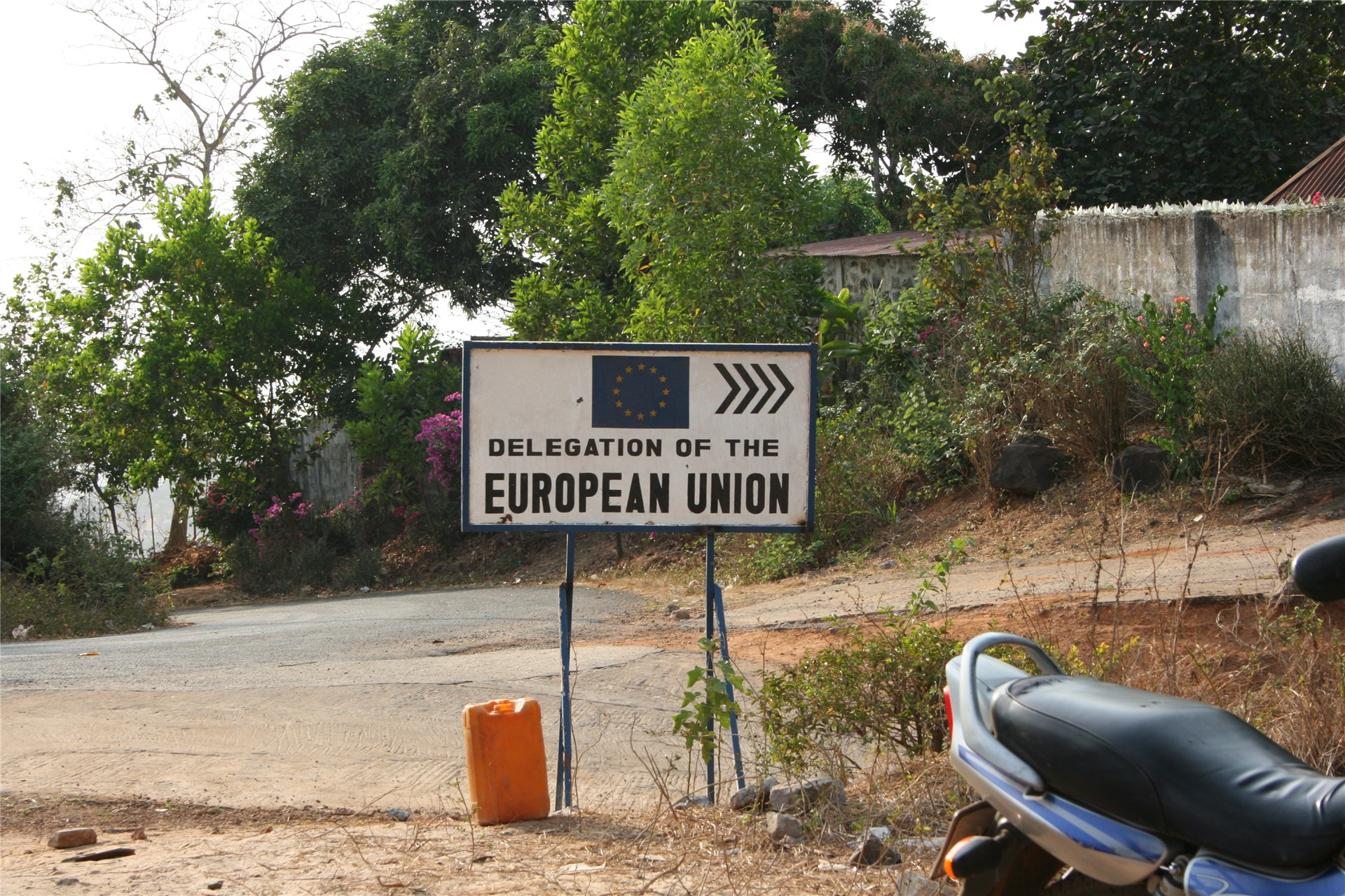 Lower trunk and bark of naturally regenerated, 10-year-old Falcataria moluccana.  Moluccas Islands, 1996.