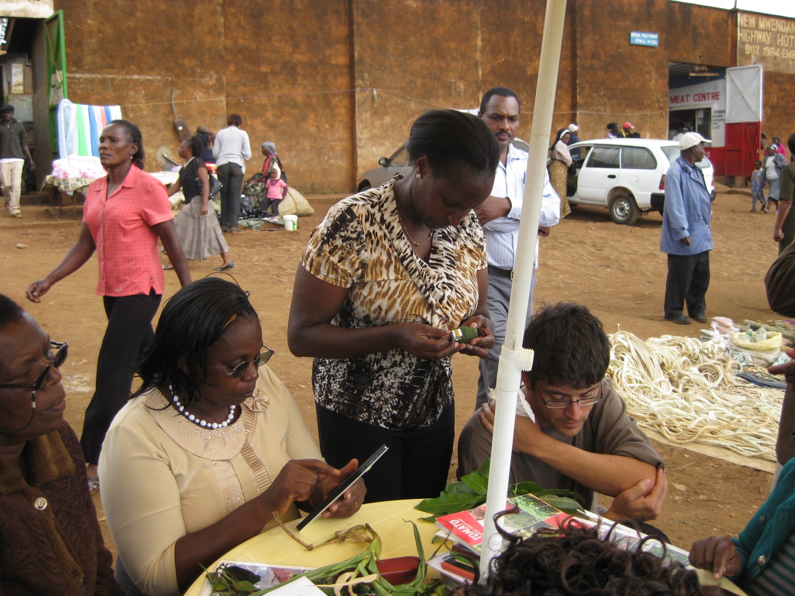 Five-year-old P. elliottii with a severe infestation of Cronartium fusiforme. Such heavy infestation will cause mortality.