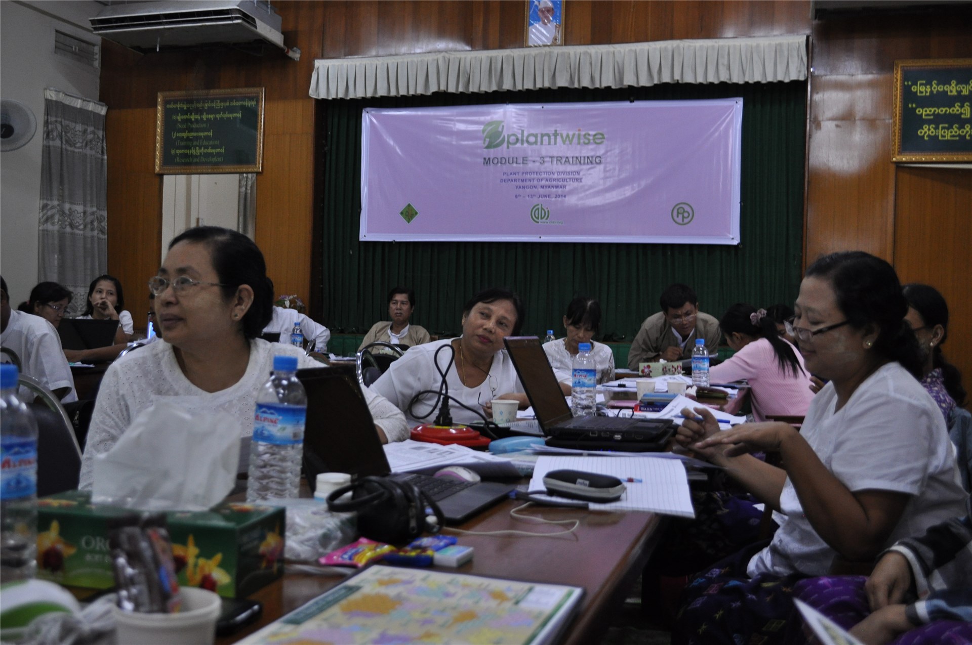 Dense coppiced stand Prosopis juliflora near Port-au-Prince, Haiti