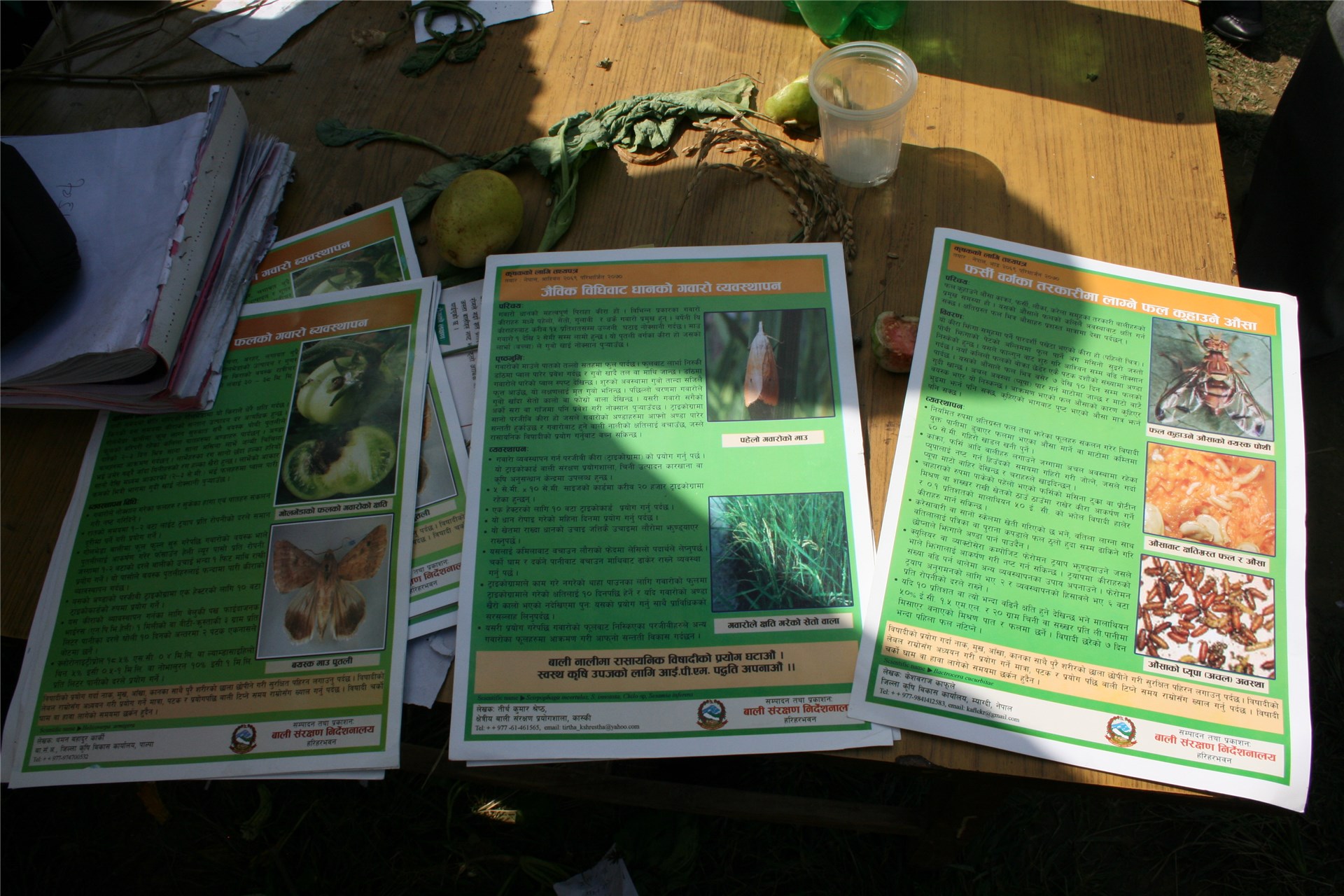 Line artwork 1. habit
2. flowering branch
3. flower
4. pods
