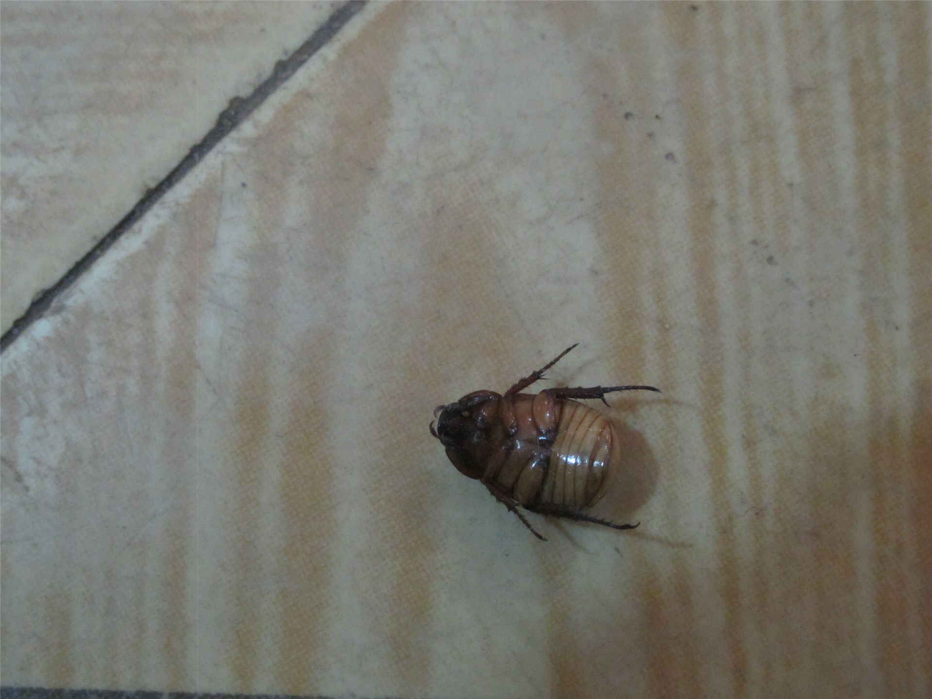 P. phaseoloides foliage.