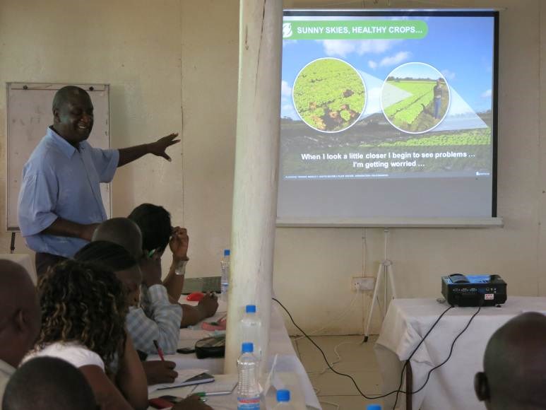 Mass of Ensis directus