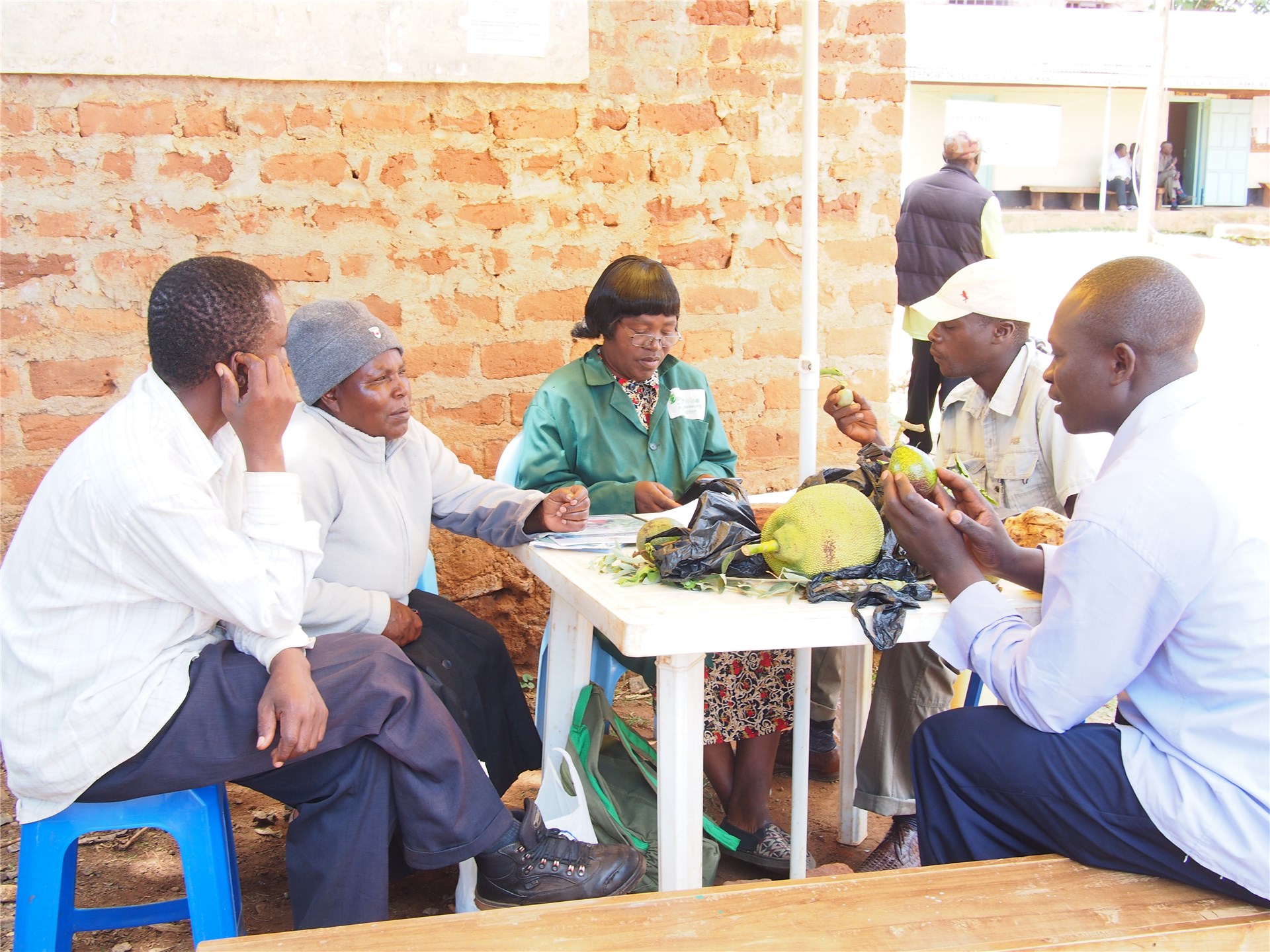 E. postvittana; larvae E. postvittana; larvae. Chessington, UK. June 2000.