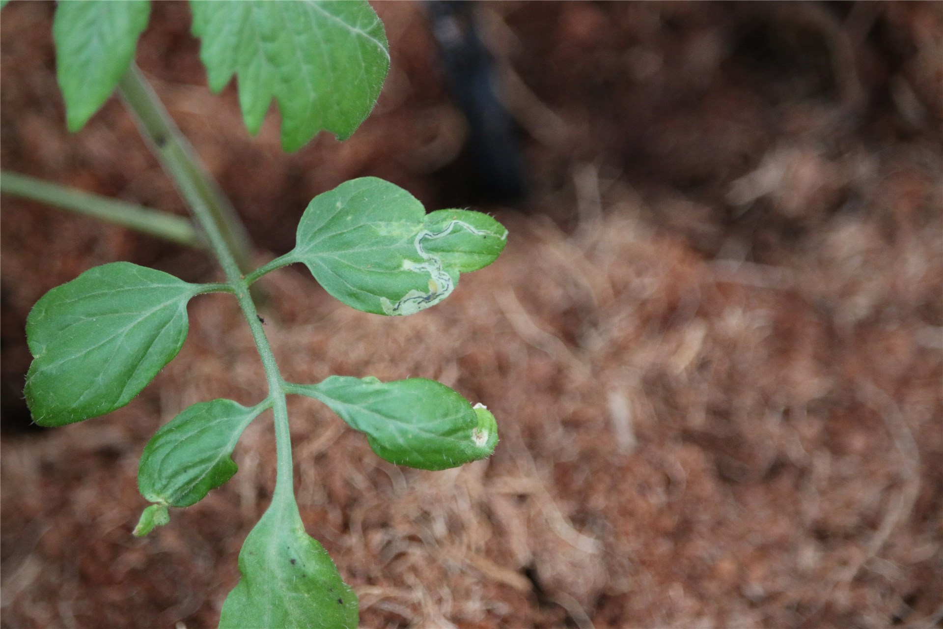Line artwork of adult female Line artwork of adult female