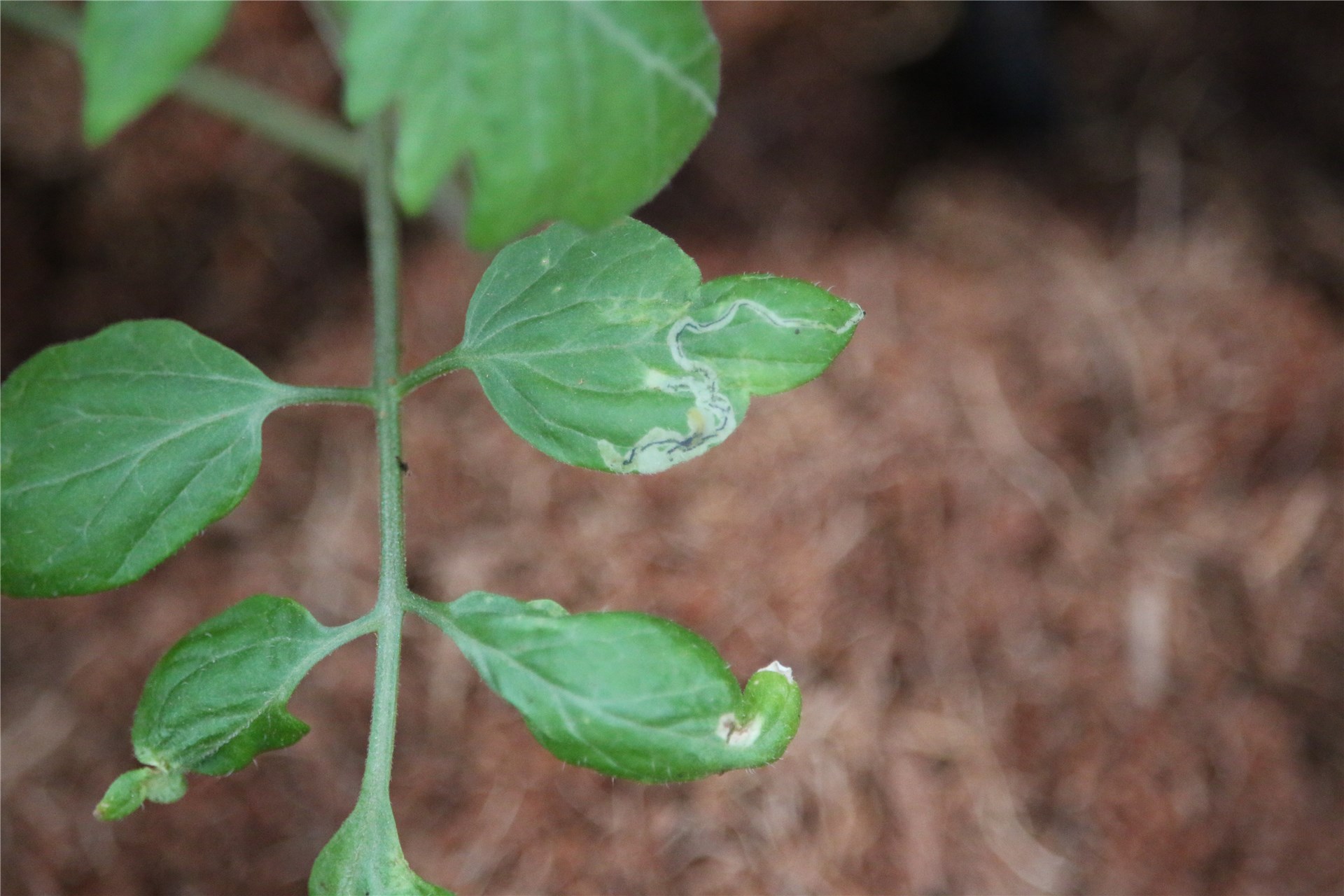 Line artwork of adult female Line artwork of adult female