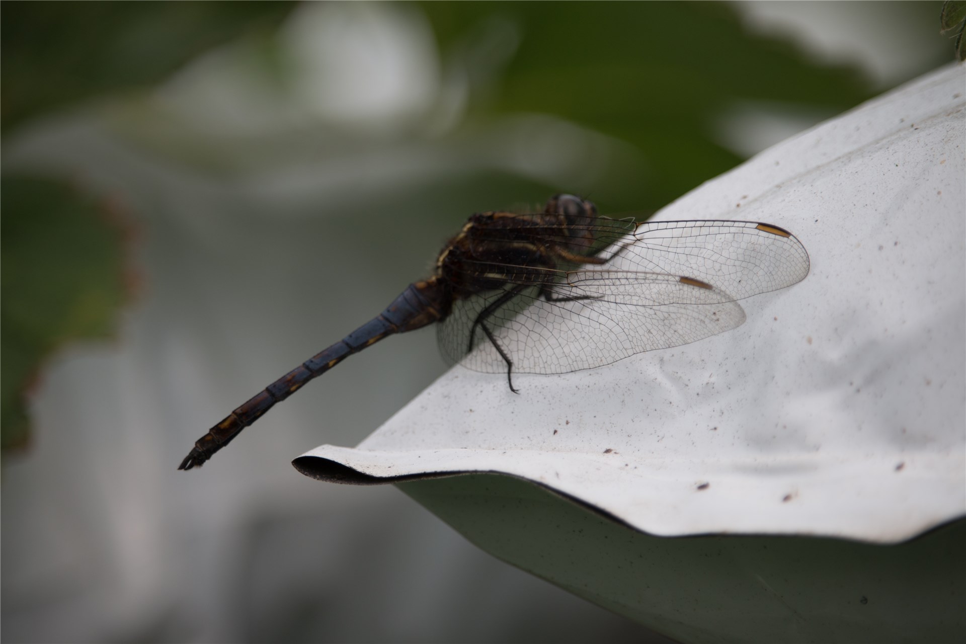 Adults and nymphs A. gossypii can range in colour from yellow to very dark (almost black) green. The smaller yellow form occurs during warmer summer conditions. The green form is larger and occurs during cooler spring and autumn temperatures, and uncrowded conditions.