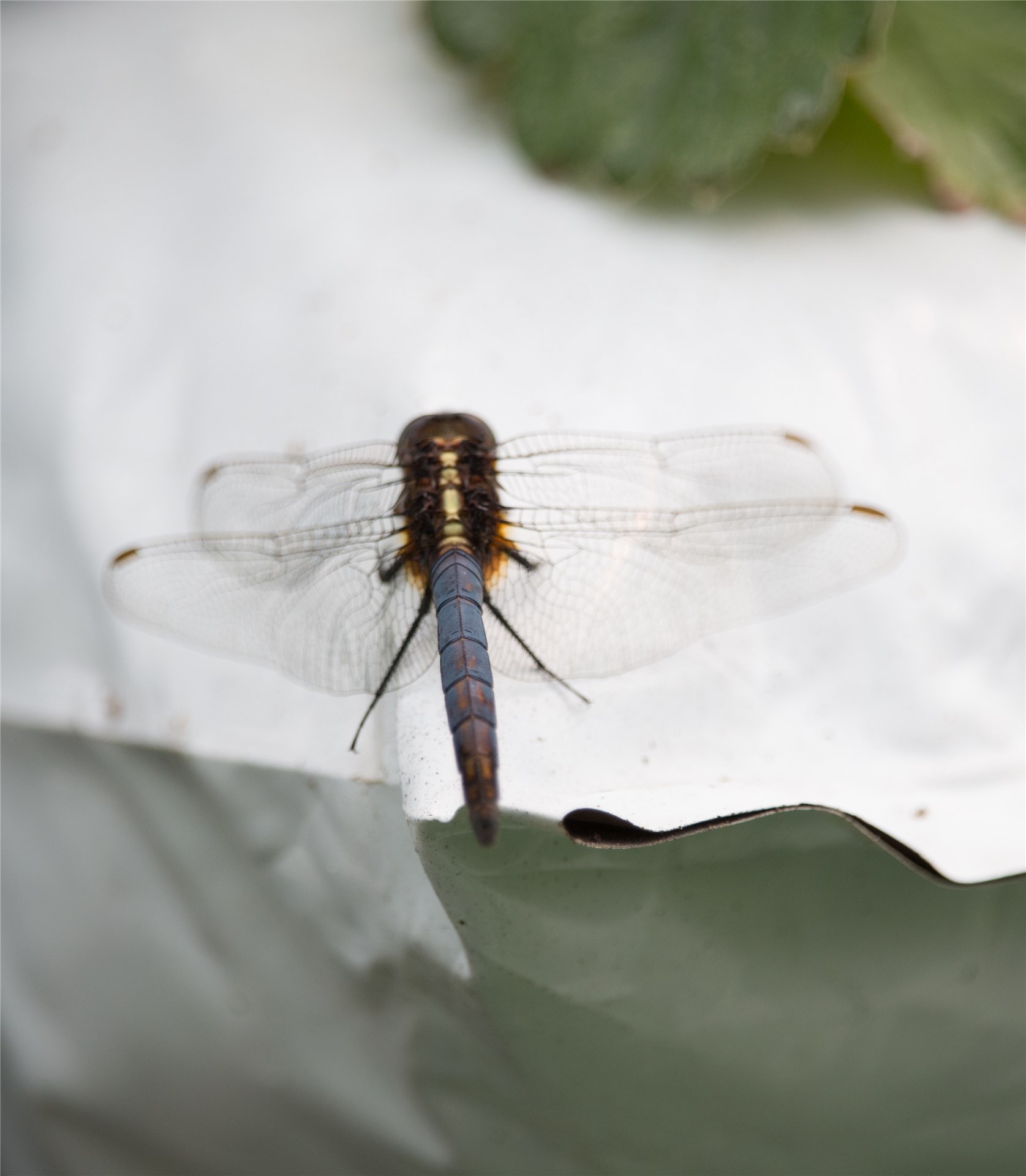 Adult and nymphs A. gossypii, smaller yellow form.