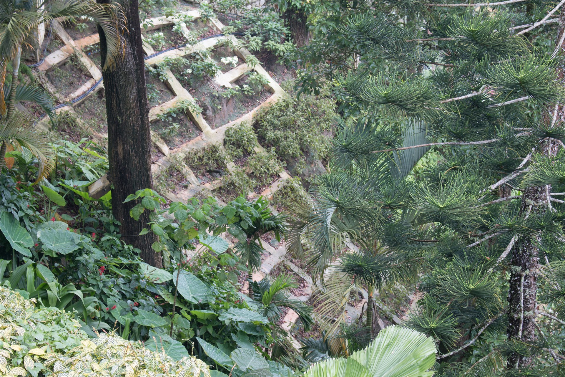 Beauveria bassiana (white muscardine fungus); natural enemy. Fungus on Cicadulina leafhopper.