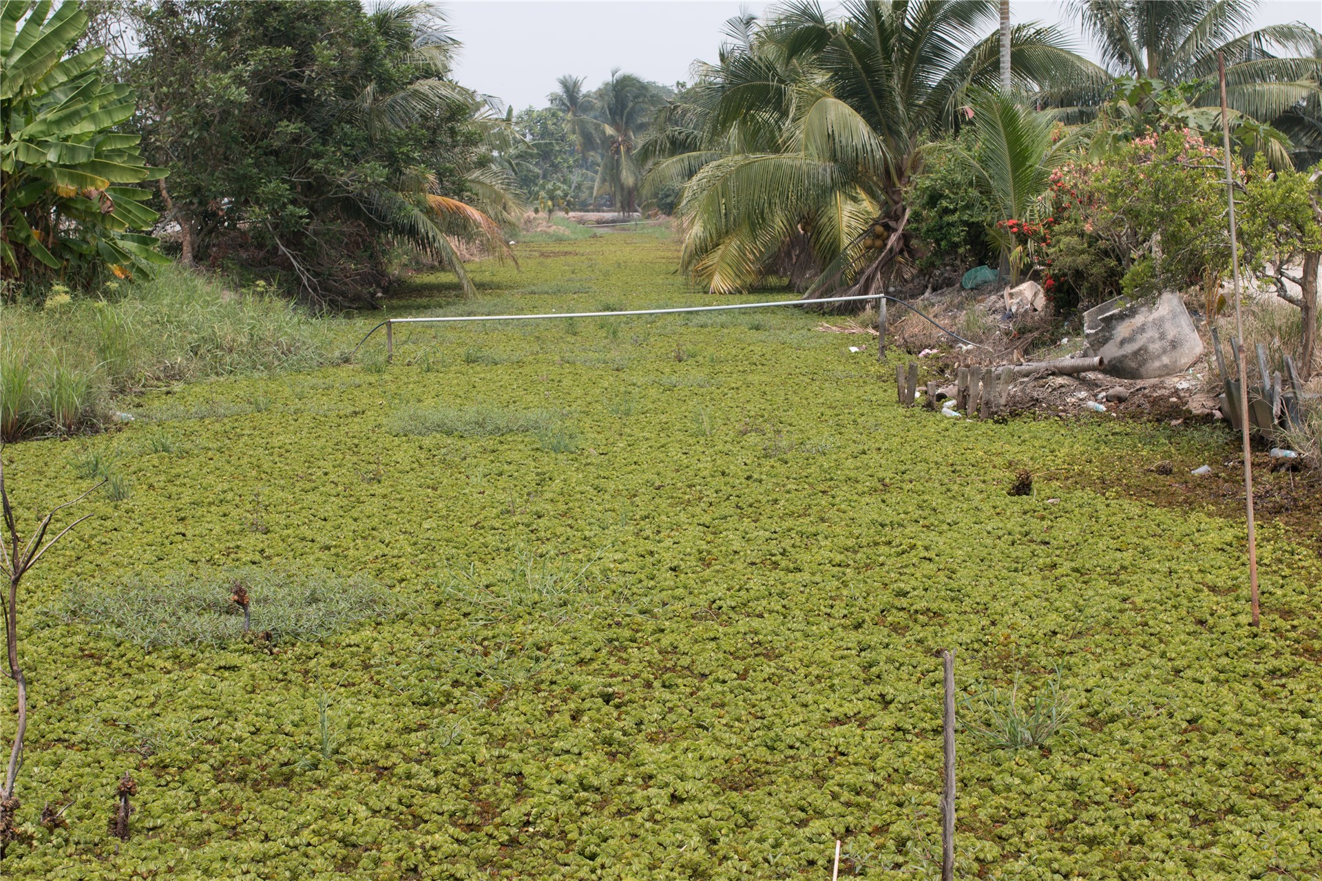 Advanced decay of starfruit (Averrhoa carambola).