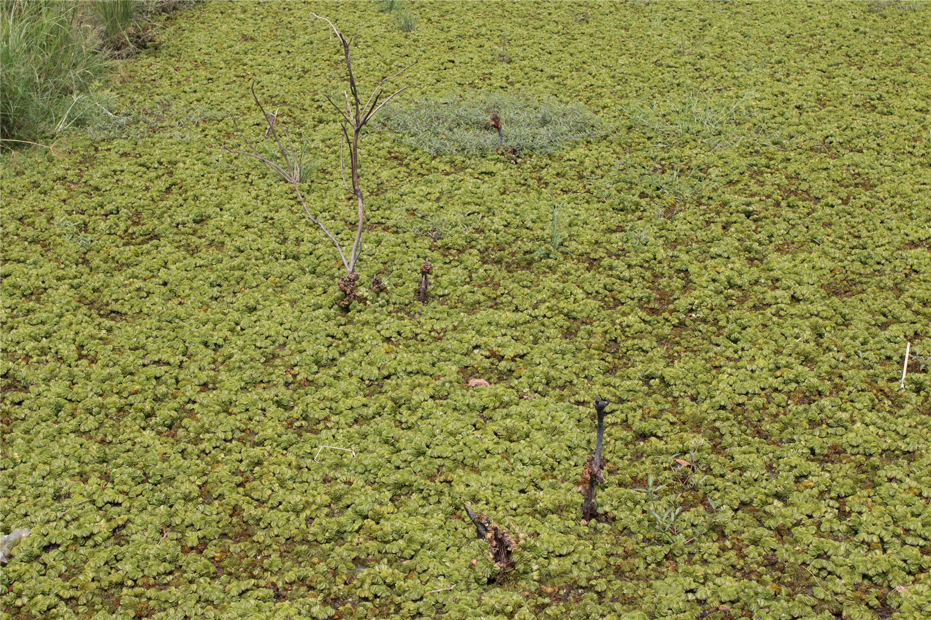 Immature (white) conidia in the form of 'spore tendrils' exuding from pycnidia.