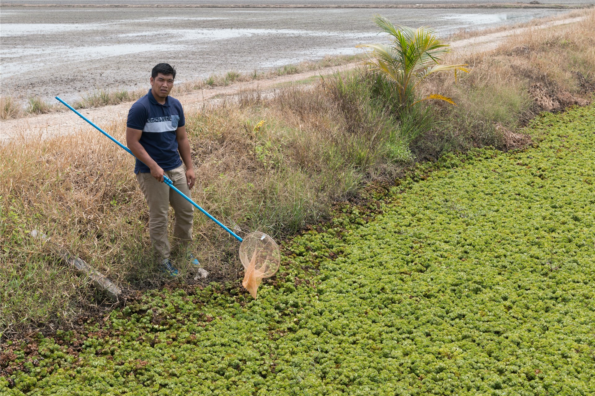 Stem-end rot of grapefruit.