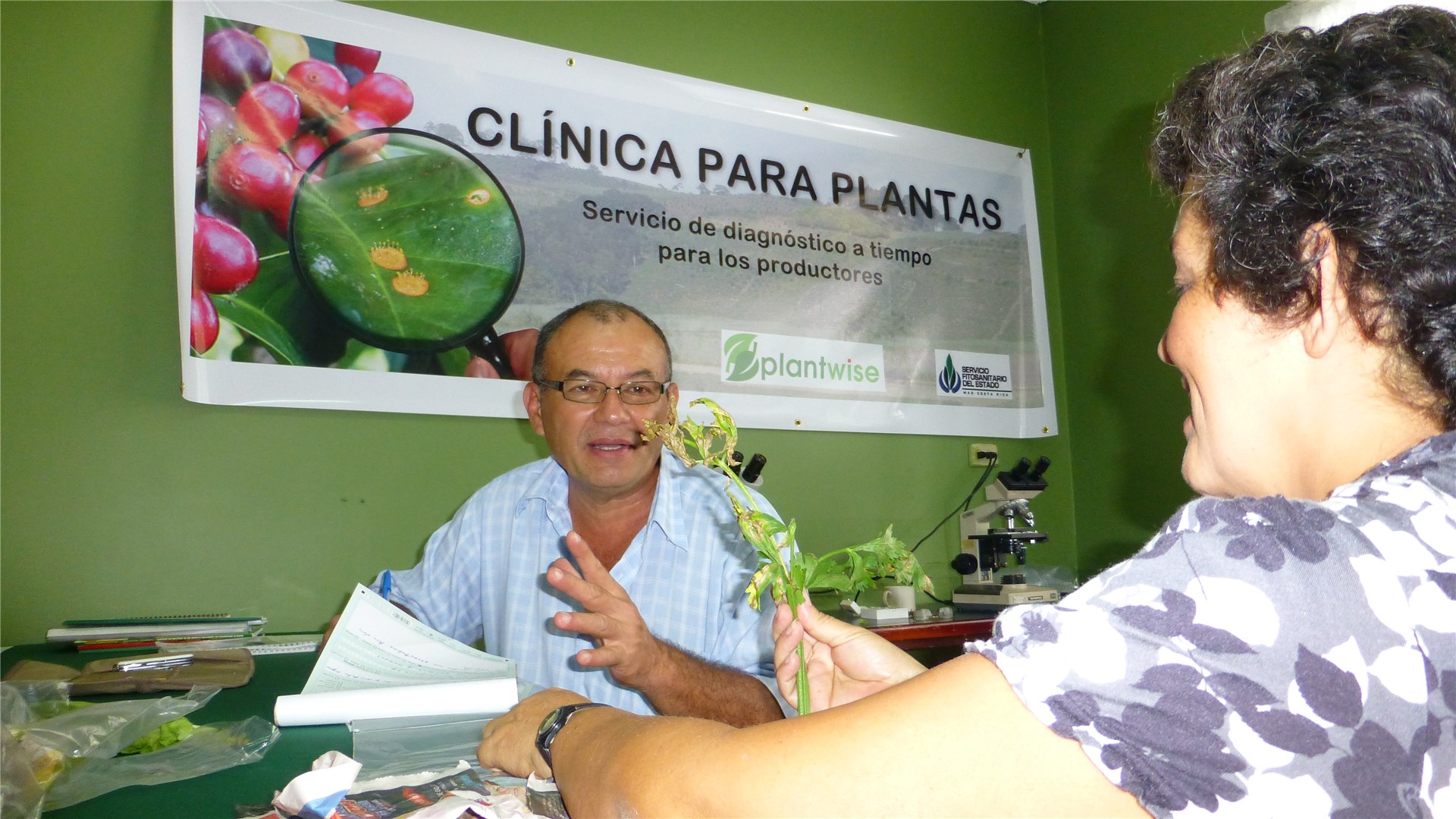 Symptoms on fruit In high-density infestations C. aonidium may spread to fruits, stems and trunks.
