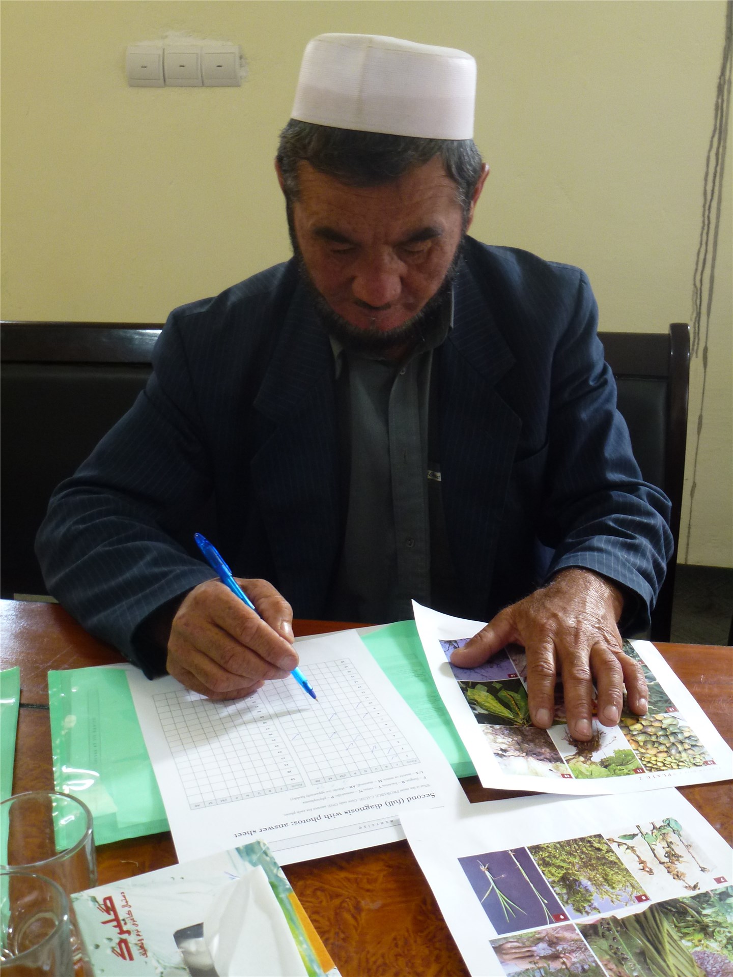 Eggs Nezara viridula (green stink bug); eggs with emerging nymphs.