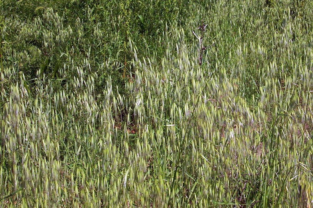 Habit Avena barbata (slender wild oat); habit. Manfredonia, Puglia, Italy, May 2005.