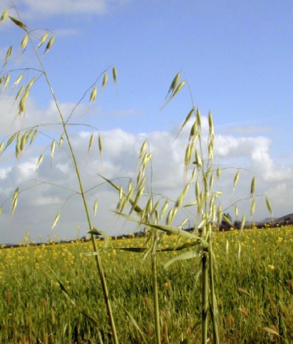 Habit Avena barbata (slender wild oat); habit. Perris Hills, Riverside County, California, USA. April 2001.