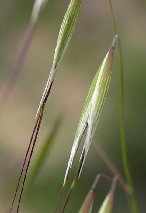Flower spike and glumes Avena barbata (slender wild oats); detail of flower spike and glume. Pinnacles National Monument, San Benito County, California, USA. March 2008.