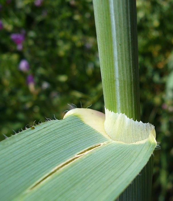 Detail of ligule Avena barbata (slender wild oats); detail of ligule. South from Highway12, near Suisun city, Solano County, California, USA. April 2008.