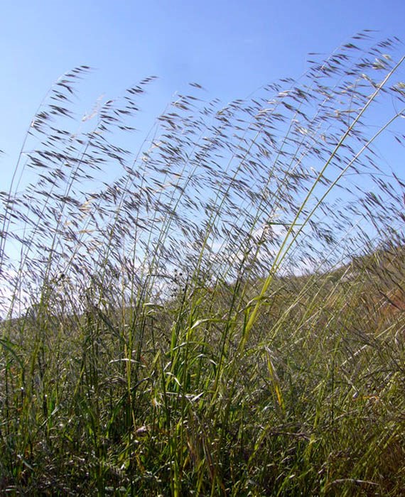 Flowering habit Avena barbata (slender wild oat); flowering habit. Walpert Ridge, near Hayward, Alameda County, California, USA. May 2010.
