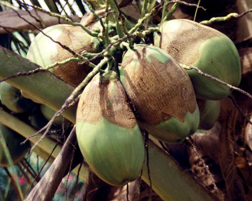 Green nuts damaged by A. guerreronis Green nuts damaged by A. guerreronis
