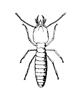 Adult - line drawing C. formosanus - adult worker.